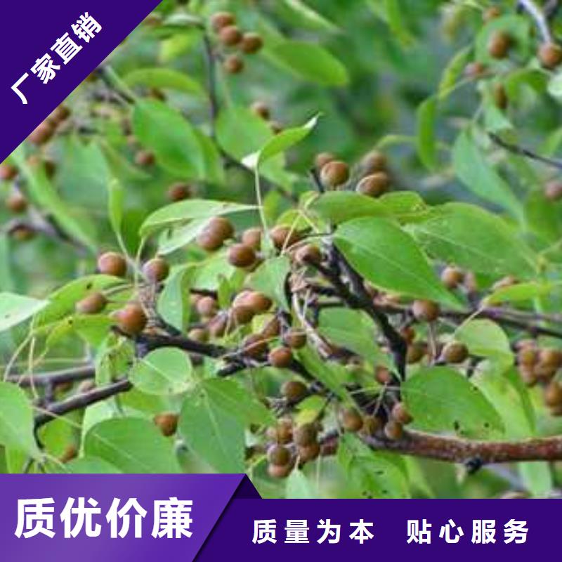 杜梨黄冠梨树苗满足多种行业需求源头厂商