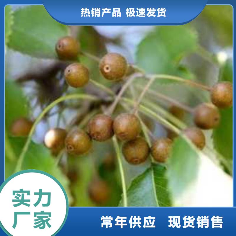 【杜梨】新梨7号梨树苗安心购同城经销商