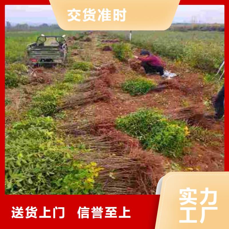 杜梨,海棠苗商家卓越品质保障