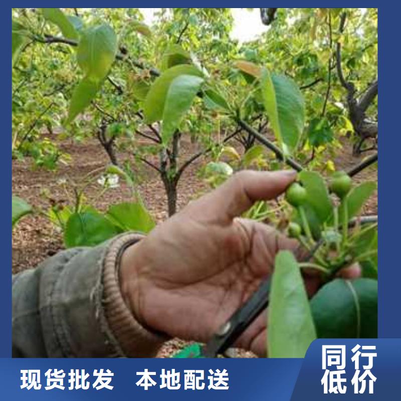 杜梨海棠苗一对一为您服务品质保证实力见证