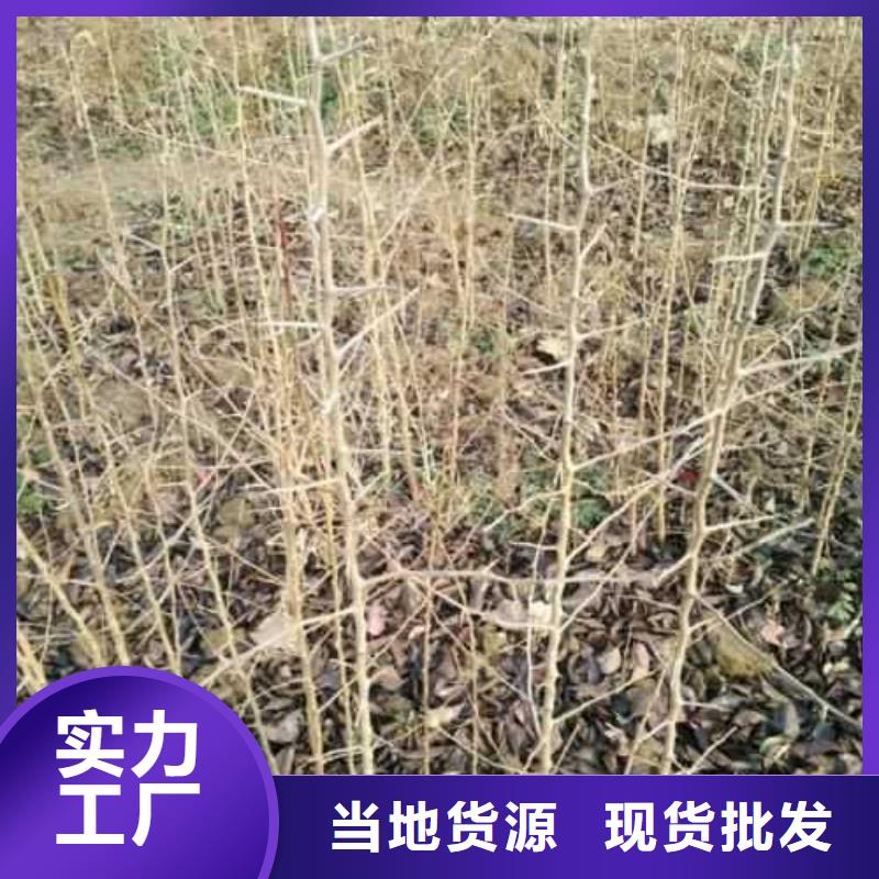 杜梨-皇冠梨树苗无中间商厂家直销当地品牌