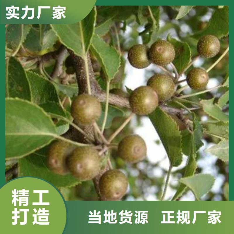 杜梨皇冠梨树苗品质好才是硬道理当地生产商