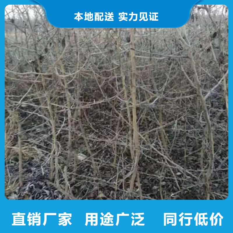 杜梨海棠苗品牌大厂家源头厂家直销
