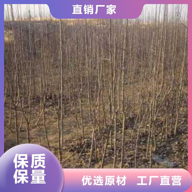 杜梨-皇冠梨树苗N年生产经验好产品价格低