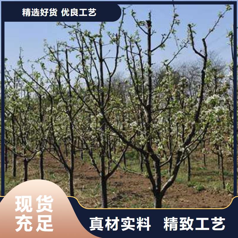 杜梨玉露香梨树苗让客户买的放心当地品牌