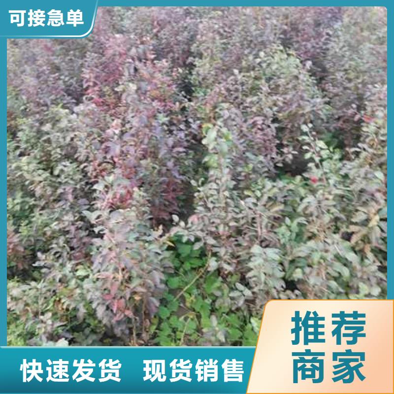 杜梨黄冠梨树苗让利客户同城生产厂家