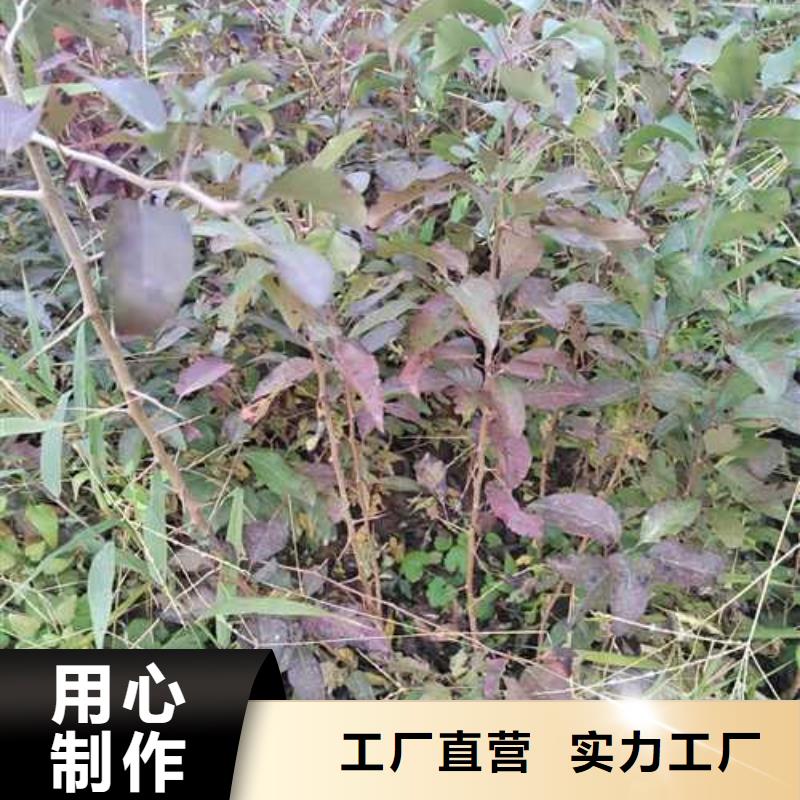 杜梨海棠苗真实拍摄品质可靠当地服务商