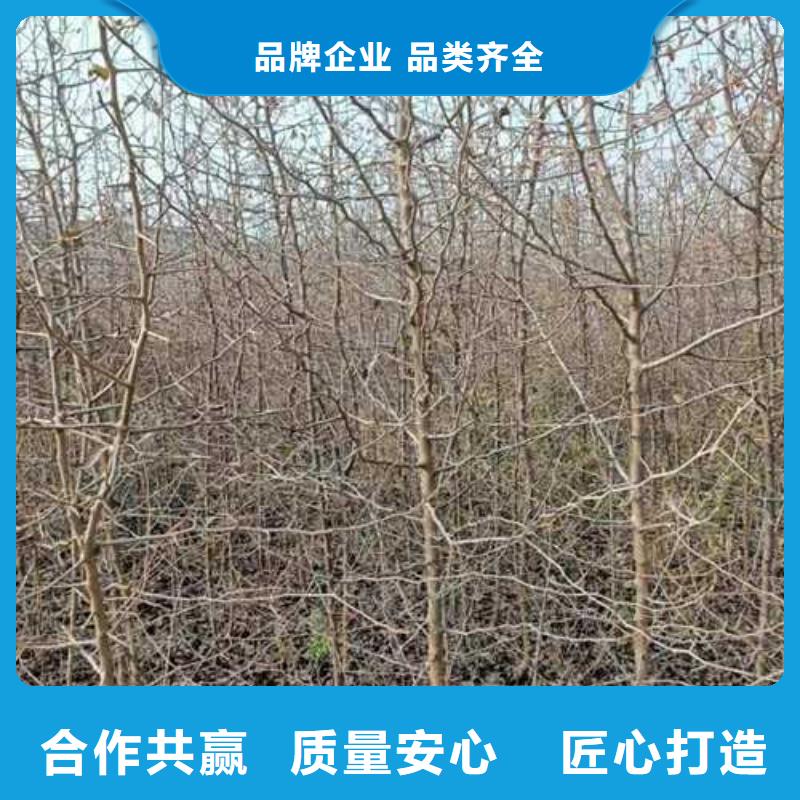 杜梨_山桃苗好厂家有担当实时报价