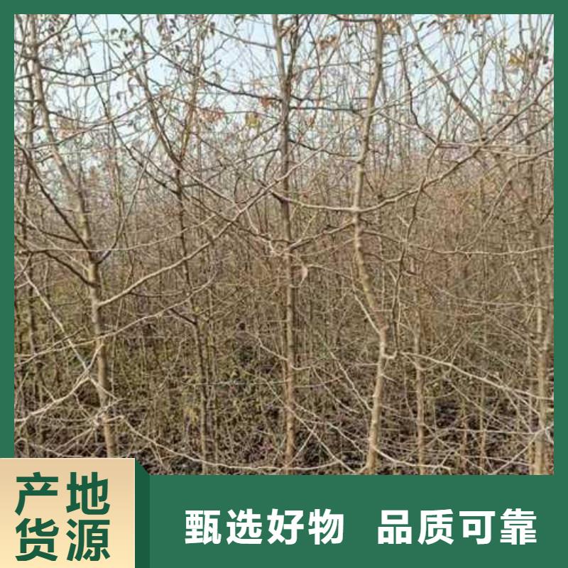 杜梨十四号桃树苗现货采购厂家直发
