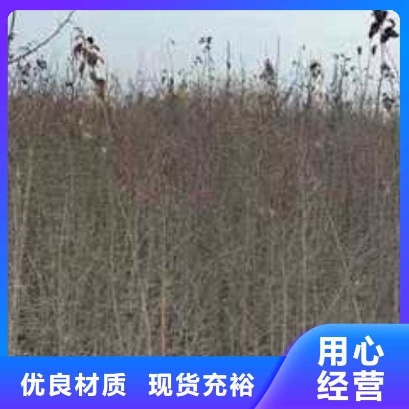 杜梨梨树苗基地厂家直销规格多样源头厂源头货