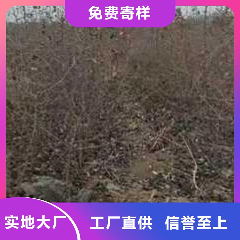 杜梨香酥梨树苗好货采购当地货源
