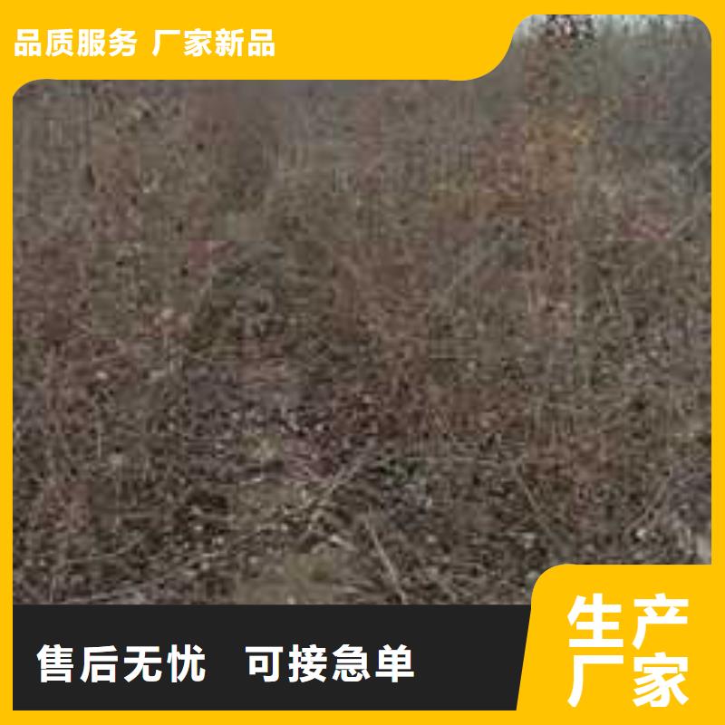 杜梨杜梨苗产地直供以质量求生存