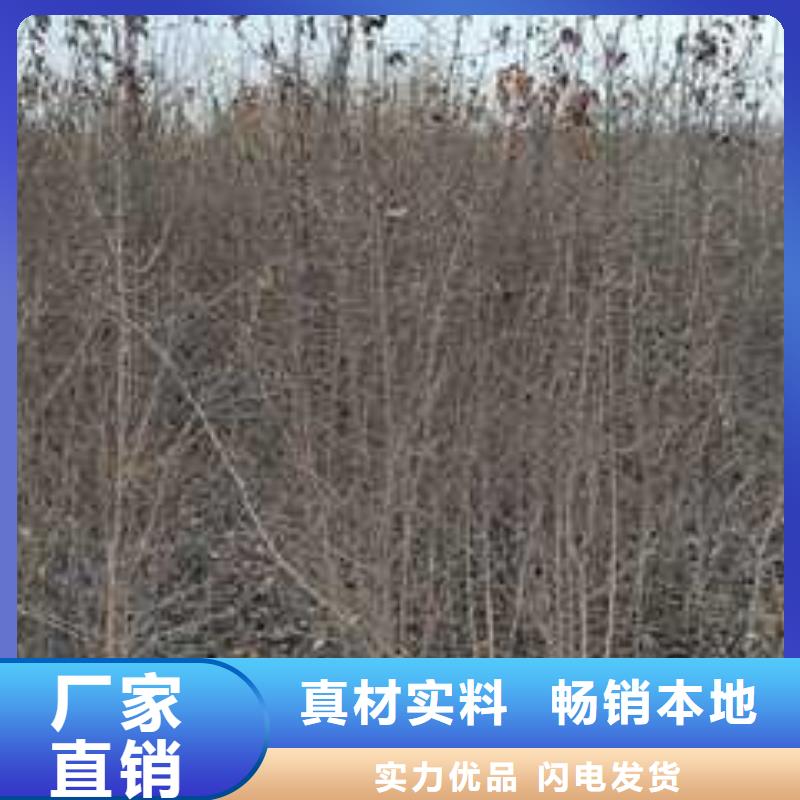 杜梨杜梨苗精品优选全品类现货