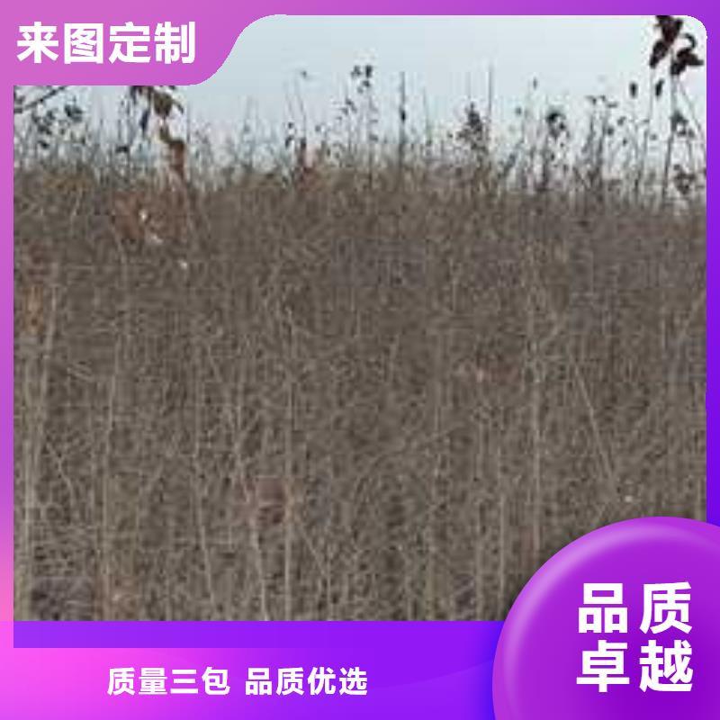 杜梨杜梨苗材质实在直销厂家