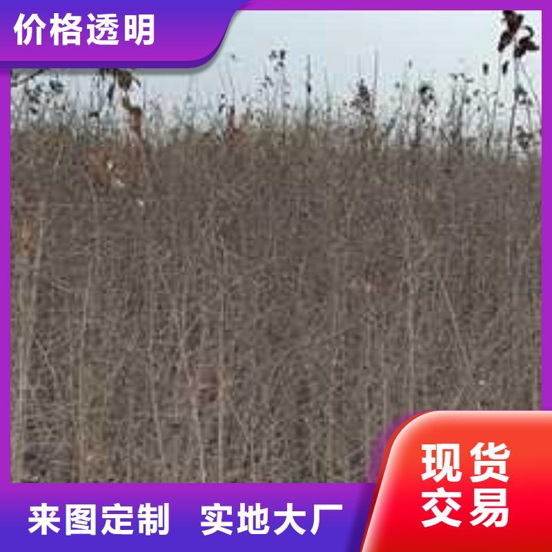 杜梨秋月梨树苗一手价格精选厂家好货