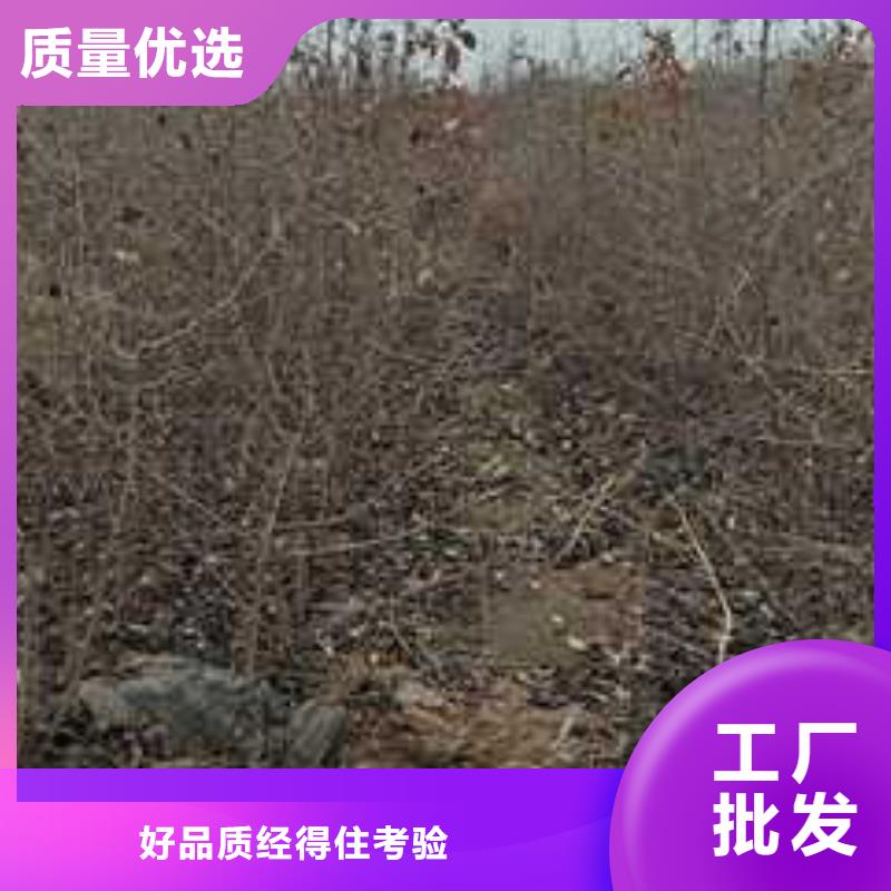 杜梨海棠苗产品优势特点当地供应商