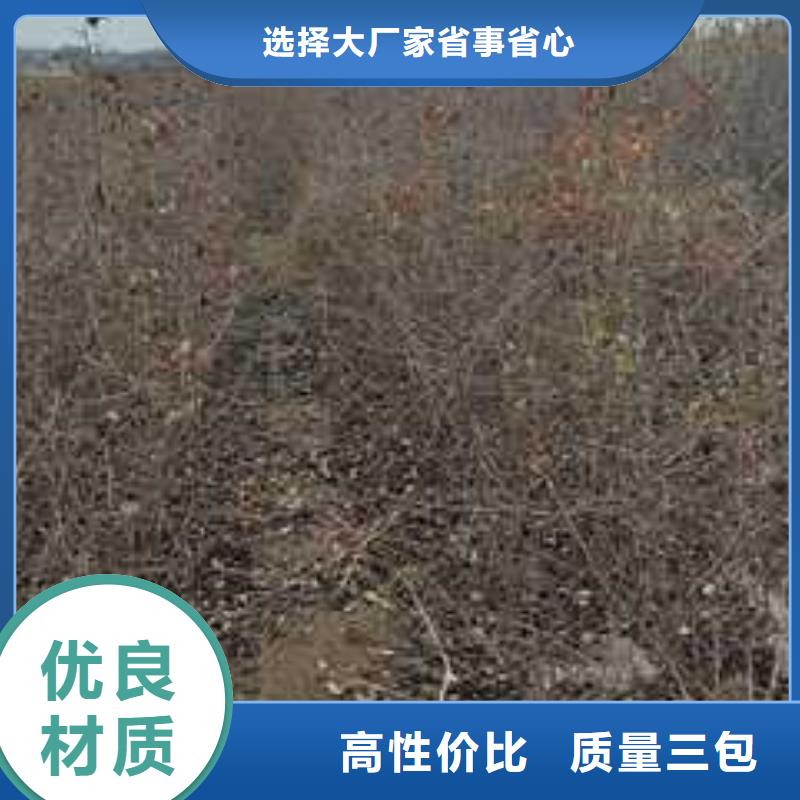 杜梨杜梨苗一站式采购方便省心库存齐全厂家直供