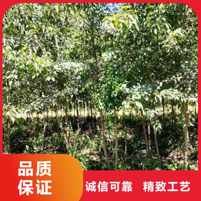 【杜梨】杜梨苗讲信誉保质量同城生产厂家