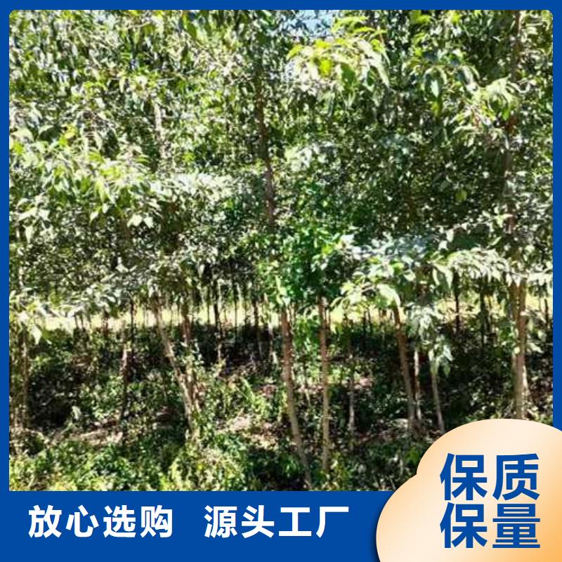 杜梨新梨7号梨树苗实拍品质保障实力工厂