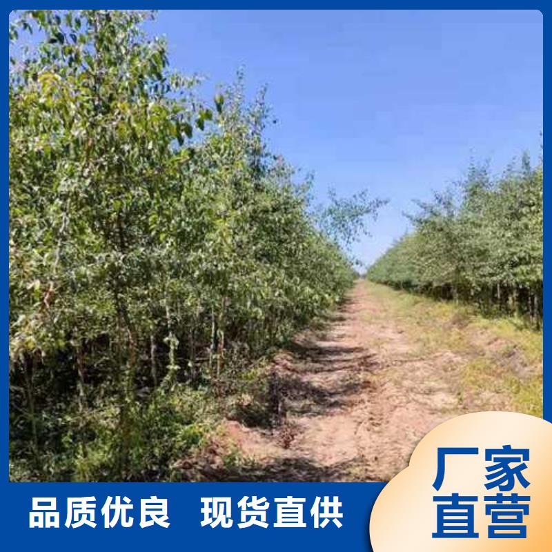 杜梨瑞蟠101桃树苗实力厂家好货采购