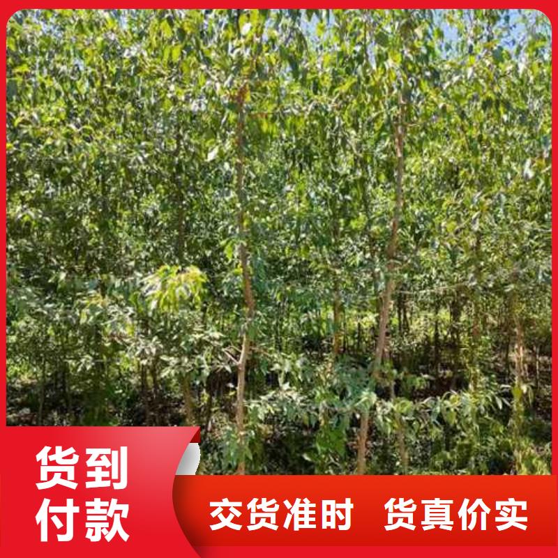 杜梨-红香酥梨树苗使用方法品质服务诚信为本