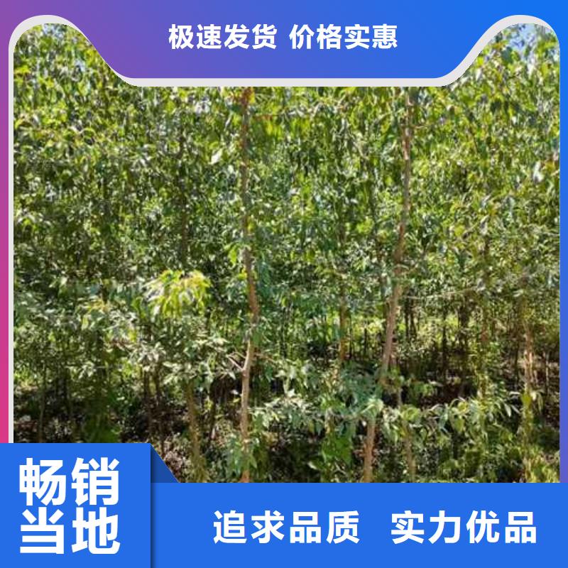 杜梨十四号桃树苗材质实在种类丰富