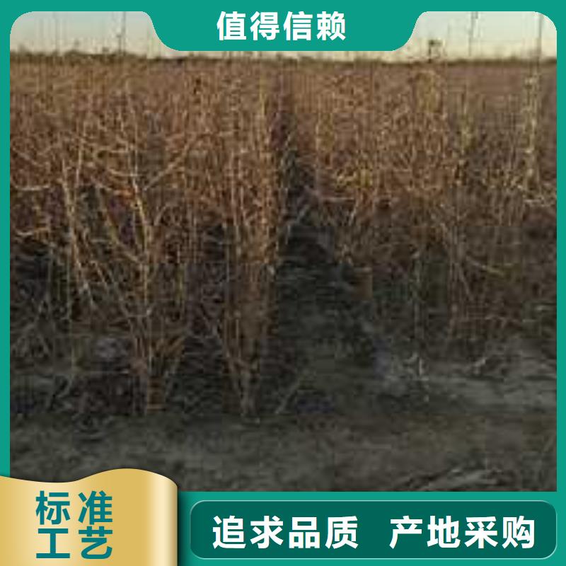 杜梨奥红一号梨苗品质优选本地制造商
