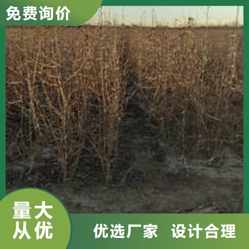 杜梨秋月梨树苗客户满意度高快速生产