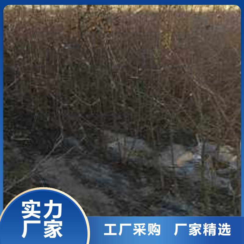 杜梨黄冠梨树苗厂家直销直供严选用料
