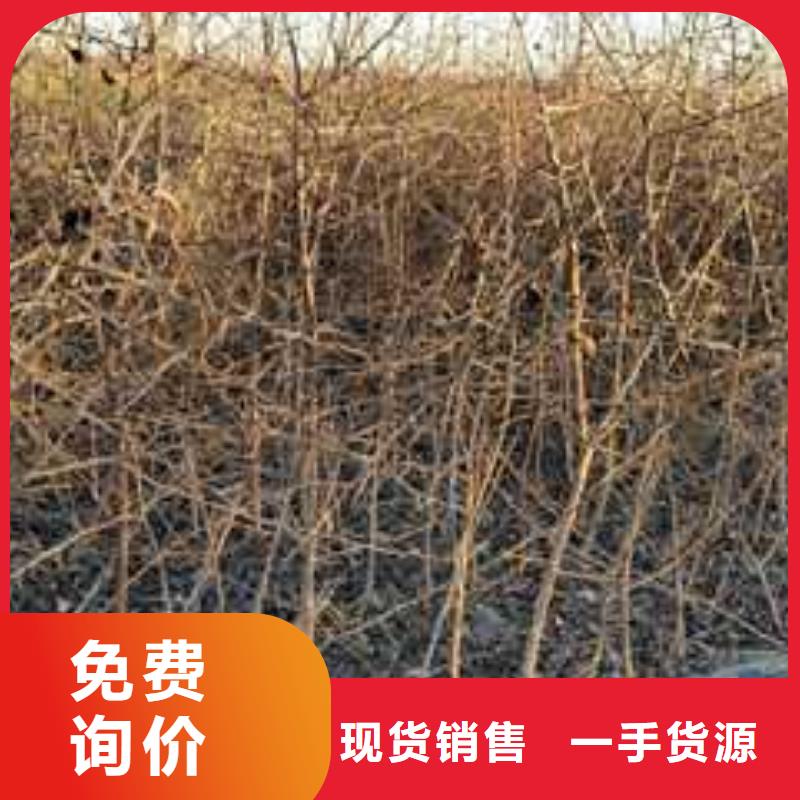 【杜梨】秋月梨树苗多年实力厂家同城生产商