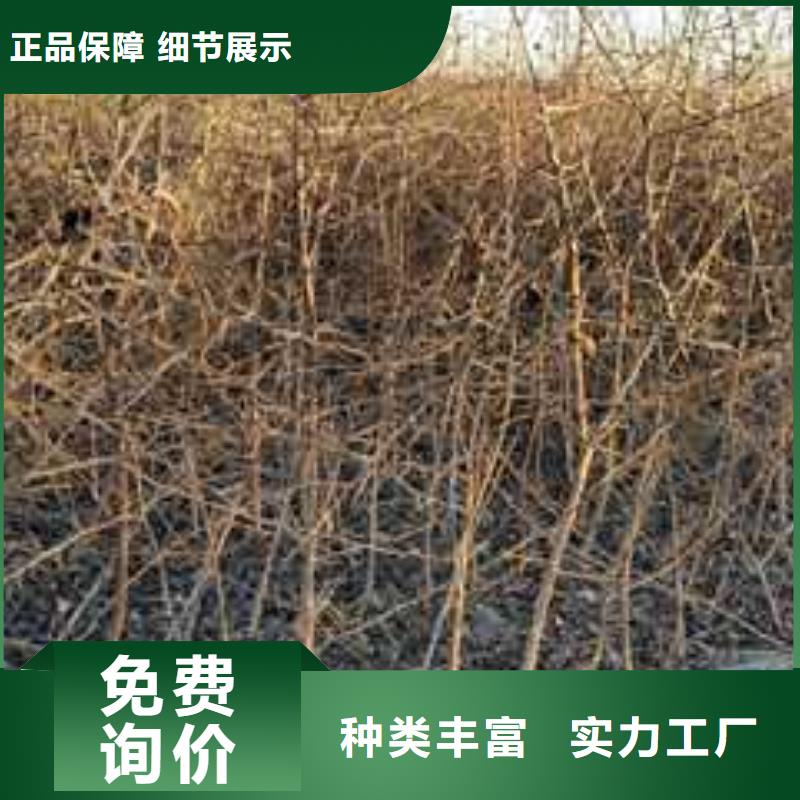 杜梨【新梨7号梨树苗】诚信可靠同城供应商