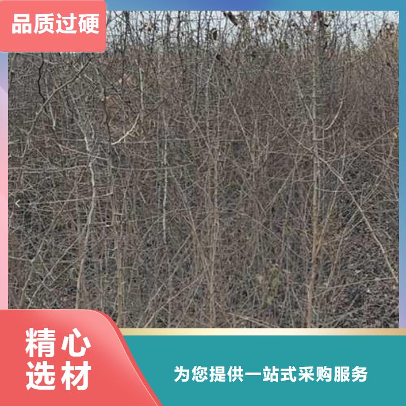杜梨黄冠梨树苗批发供应好品质用的放心