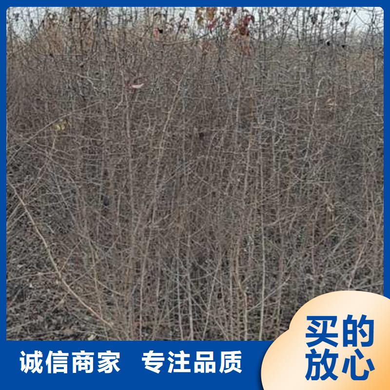 杜梨十四号桃树苗实体厂家支持定制来图加工定制