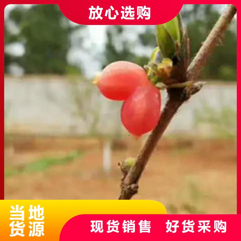 杈杷果-石榴树厂家直销省心省钱畅销当地