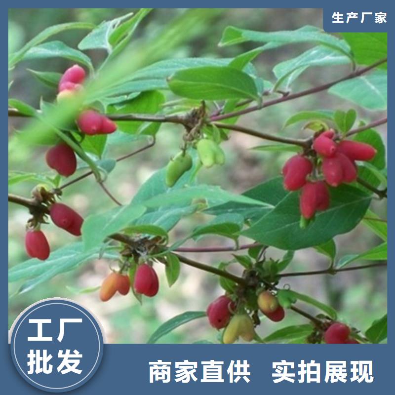 杈杷果樱桃苗厂家售后完善同城经销商