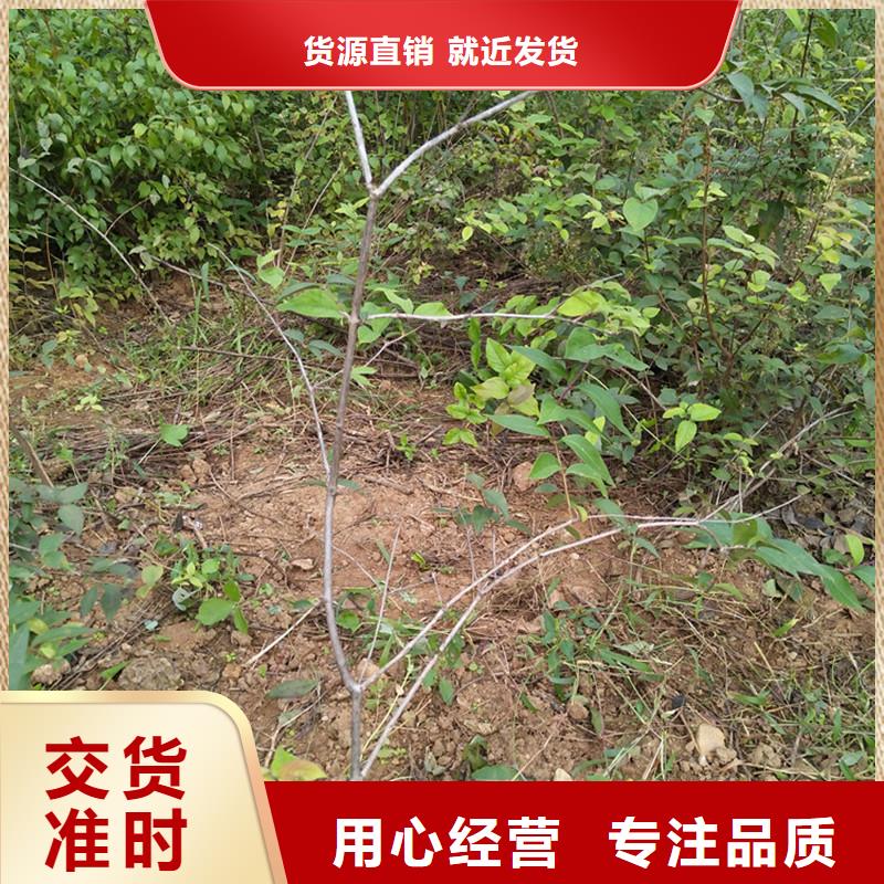 杈杷果【樱桃苗】自主研发现货供应