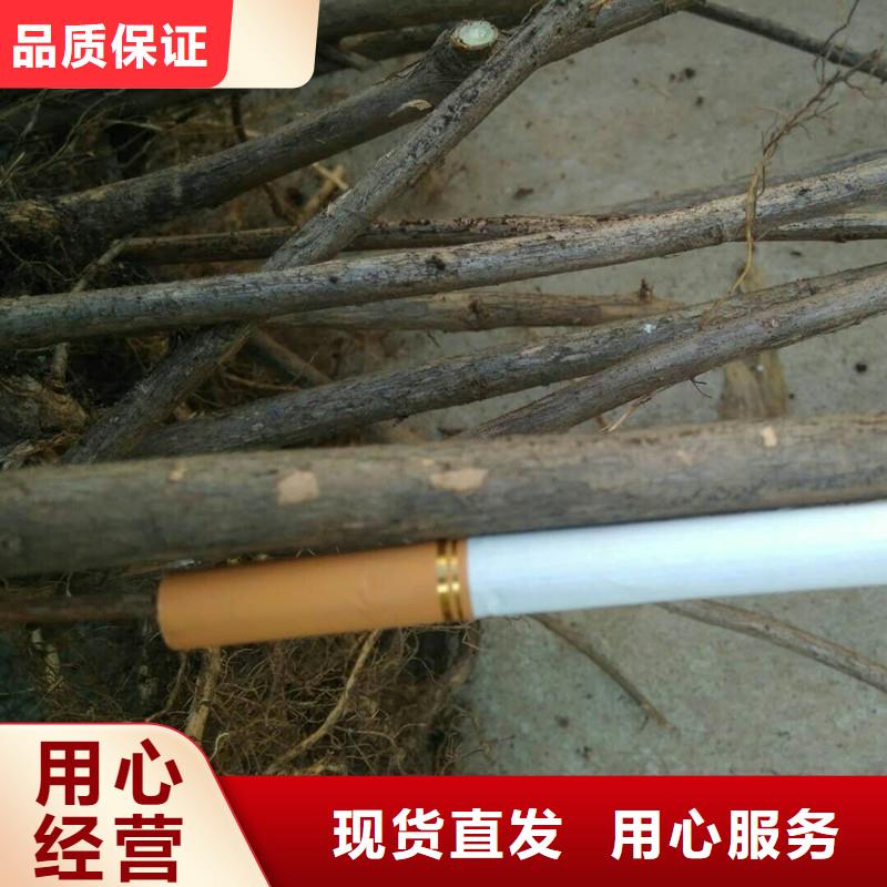 【杈杷果】樱桃苗专注细节专注品质当地供应商