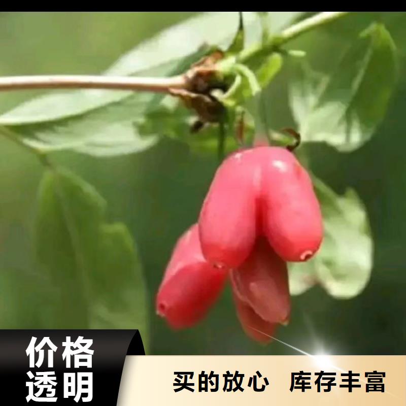 杈杷果猕猴桃苗高品质现货销售本地货源