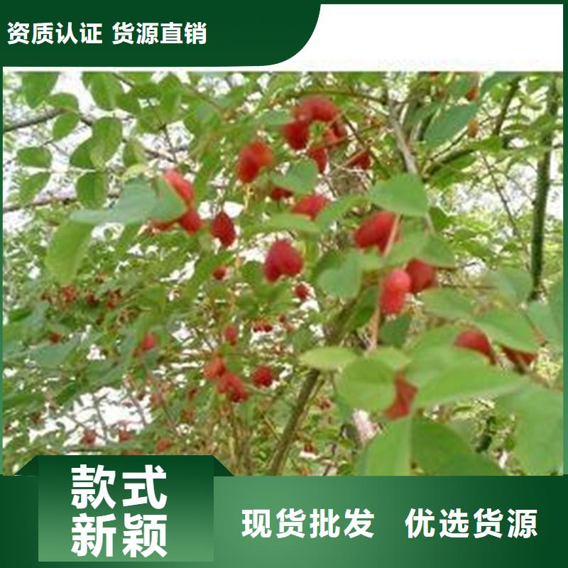 杈杷果苹果苗本地厂家值得信赖敢与同行比质量