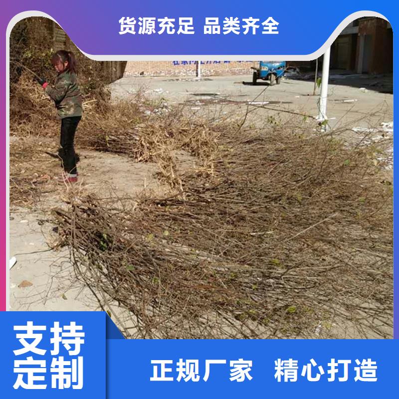 杈杷果,桃树苗快捷的物流配送海量库存
