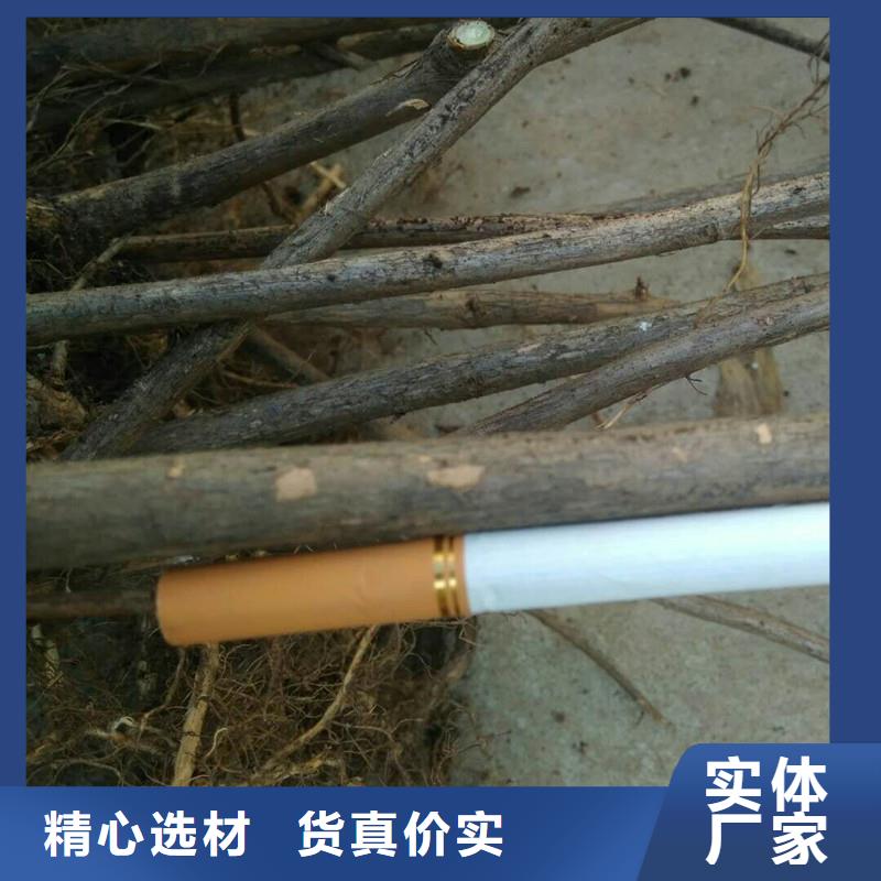 杈杷果-苹果苗产品优良当地生产厂家