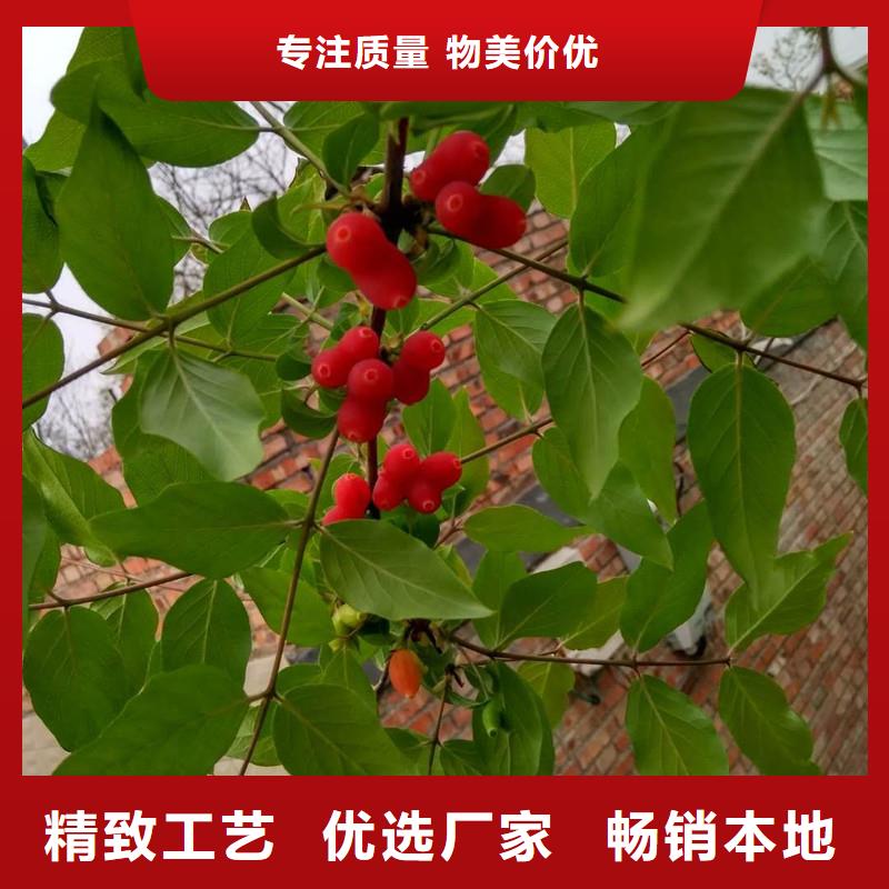 【杈杷果北美冬青一站式采购方便省心】同城品牌