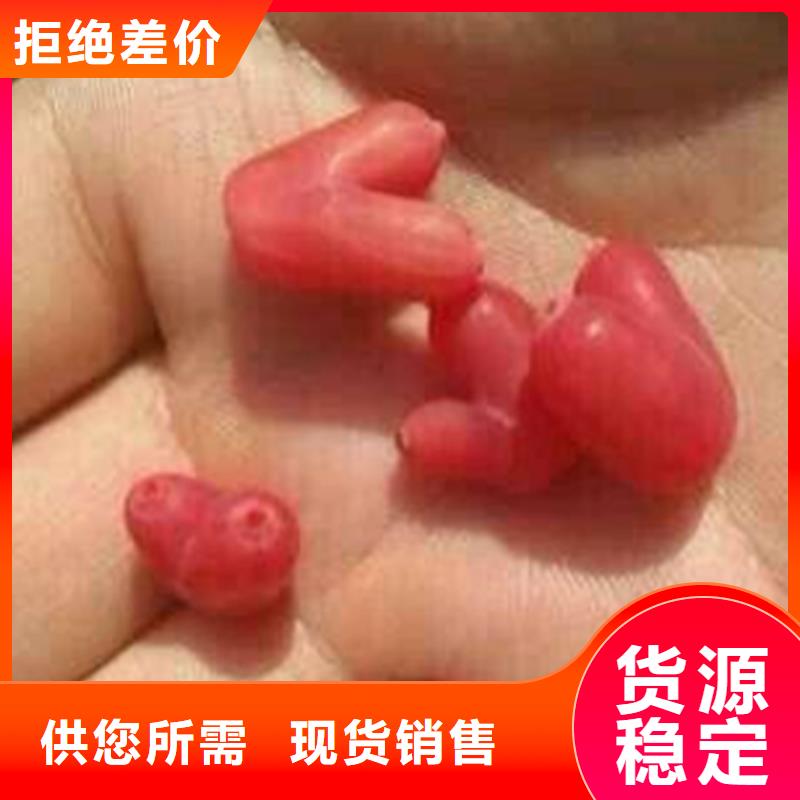 杈杷果桃树苗产地工厂规格齐全