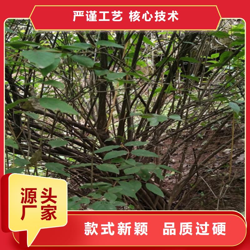 杈杷果桃树苗服务始终如一质检严格放心品质