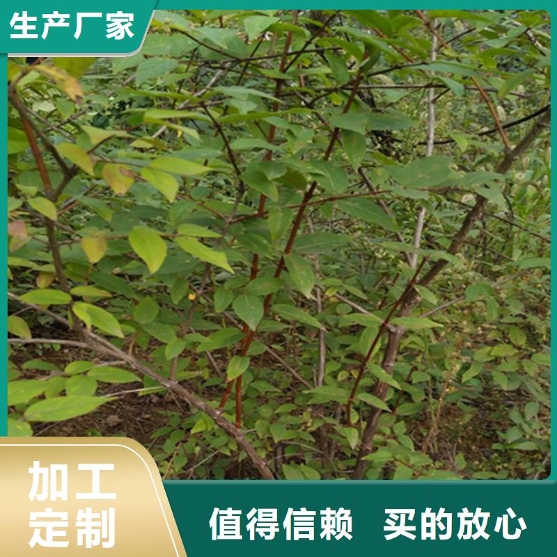 杈杷果梨树苗值得信赖做工细致