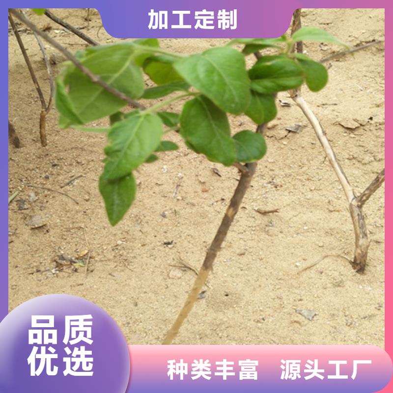 杈杷果【红颜草莓】实拍品质保障采购无忧