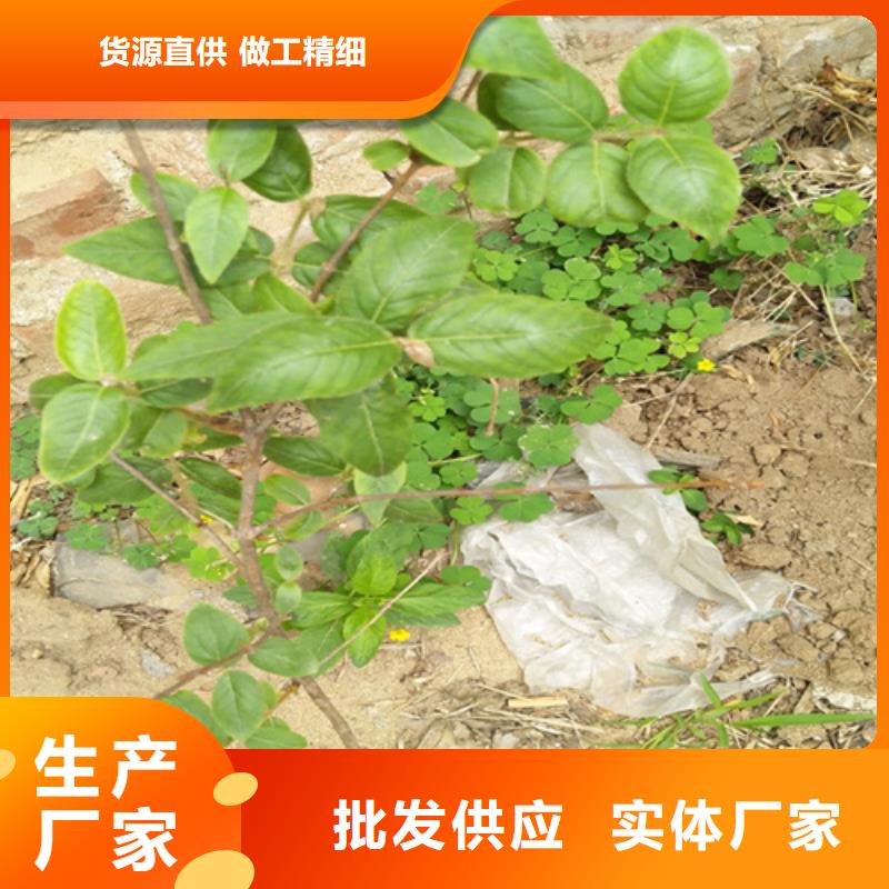 【杈杷果】,樱桃苗大库存无缺货危机国标检测放心购买