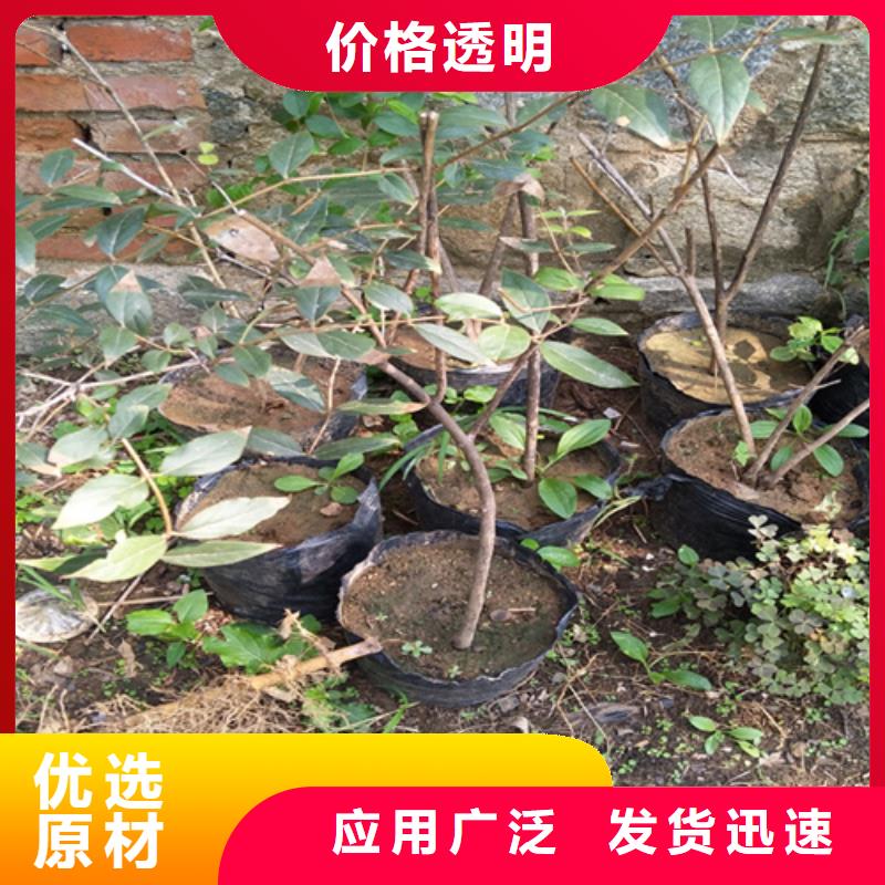 【杈杷果】苹果苗厂家定制当地品牌