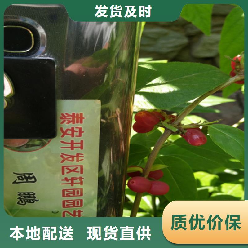 杈杷果樱桃苗细节决定成败价格实在