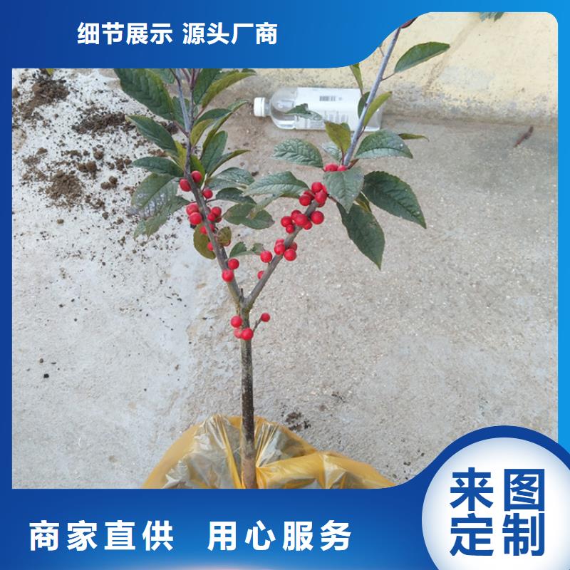 北美冬青梨树苗专注生产N年本地厂家值得信赖